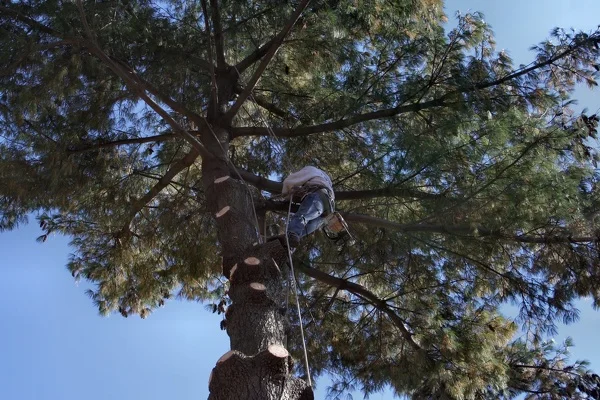 When To Trim A Tree in Fort Collins CO When To Trim A Tree in Fort Collins CO